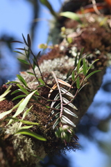Epidendreae
