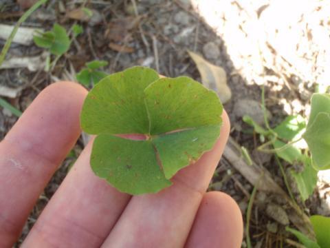 Image of Marsilea macropoda by no rights reserved