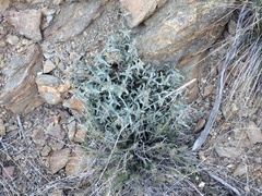 Penstemon clevelandii connatus