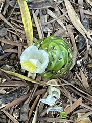 Costus dubius