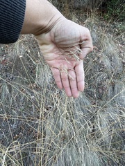 Festuca californica