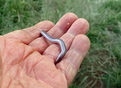 Typhlopidae