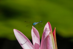 Micrathyria aequalis