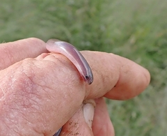 Typhlopidae