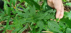 Scrophularia kakudensis