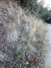 Festuca californica