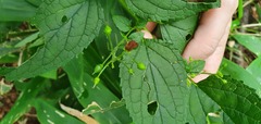 Scrophularia kakudensis