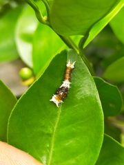 Papilio aegeus aegeus