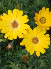 Dimorphotheca sinuata