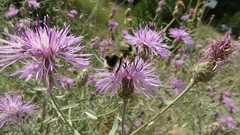 Bombus flavidus