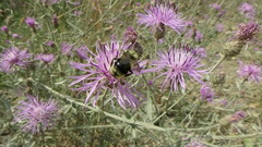 Bombus flavidus