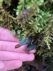 Peltigera malacea