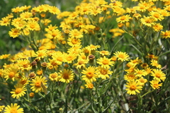 Senecio pterophorus