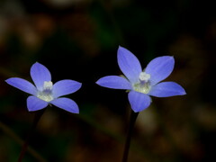 Wahlenbergia violacea