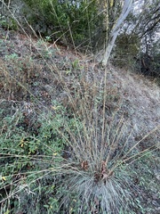 Festuca californica