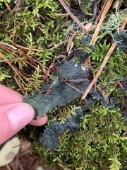 Peltigera malacea