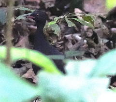 Berlepsch's Tinamou photo 1