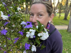 Brunfelsia latifolia