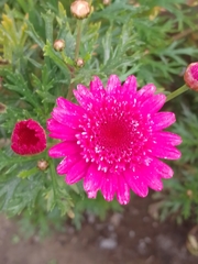 Argyranthemum