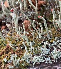 Cladonia macilenta