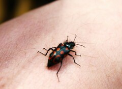 Astylus bourgeoisi