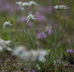 Leontopodium ochroleucum