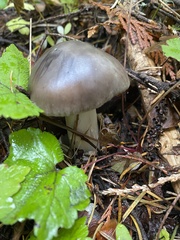 Amanita pachycolea
