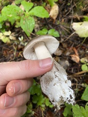 Amanita pachycolea