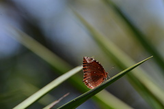 Elymnias hypermnestra