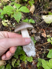 Amanita pachycolea