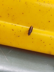 Cephaloconus tenebrosus