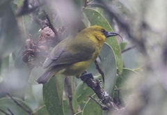 Hemignathus wilsoni