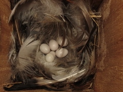 Tachycineta leucorrhoa