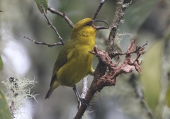 Hemignathus wilsoni