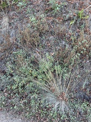 Festuca californica