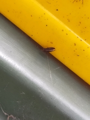 Cephaloconus tenebrosus