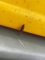 Cephaloconus tenebrosus