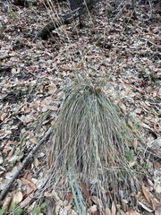 Festuca californica