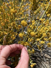 Ephedra viridis