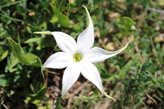 Jaborosa integrifolia