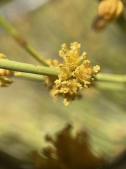 Ephedra viridis
