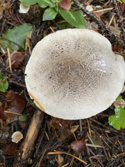 Tricholoma pardinum