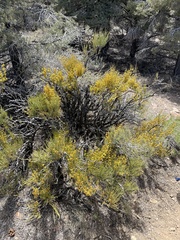 Ephedra viridis