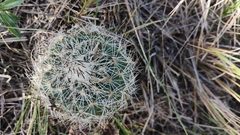Rapicactus beguinii