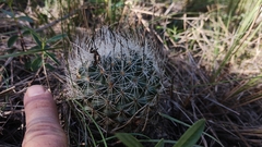 Rapicactus beguinii
