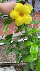 Allamanda cathartica