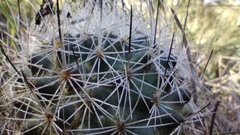 Rapicactus beguinii