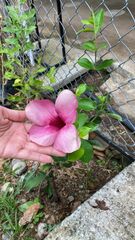 Allamanda blanchetii