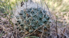 Rapicactus beguinii