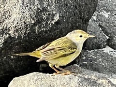 Setophaga petechia aureola